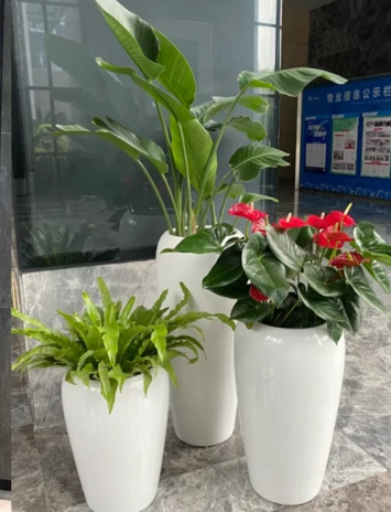 海曙花卉租赁合同-奉化花木租赁管理-鄞州租绿植千套方案价格-慈溪绿植租赁合作
